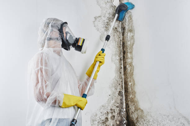 Best Attic Mold Removal  in Eagleton Village, TN