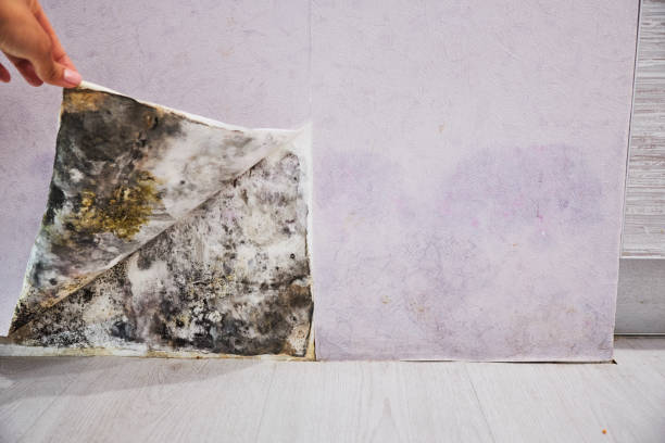 Best Mold Testing  in Eagleton Village, TN